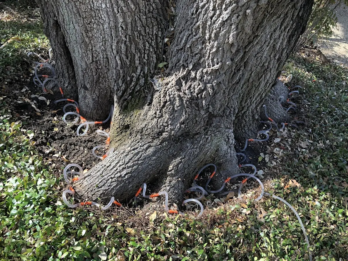 Detailed Tree Cabling and Bracing job site in Tenaha