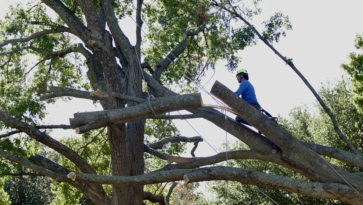 Professional Hazardous Tree Removal performed by certified arborists in Tenaha